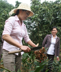Chị Mai thu hoạch riềng, là loại cây gia đình chị chọn trồng xen canh đem lại lợi ích kinh tế cao.