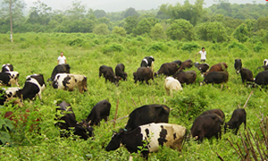 Mô hình chăn nuôi bò sữa tại xóm Lâm Sơn, huyện Lương Sơn.