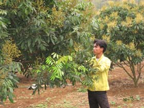 Gần 2 ha nhãn của gia đình ông Bùi Văn Lực ở xóm Vố, xã Kim Bôi đang đồng loạt ra hoa hứa hẹn một vụ mùa bội thu.