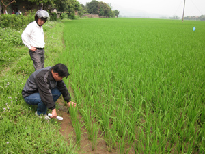 Công ty Khai thác công trình thủy lợi Hòa Bình phối hợp với tổ vận hành hồ Ngọc và cán bộ giao thông - thủy lợi xã Trung Minh kiểm tra thực tế lúa hạn, thiếu nước tại xóm Ngọc.