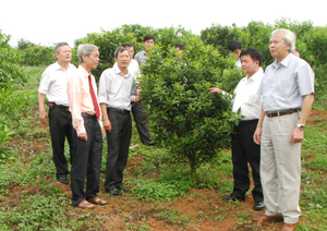 Lãnh đạo huyện Cao Phong kiểm tra việc triển khai thực hiện Nghị quyết Đại hội Đảng bộ huyện về phát triển diện tích trồng cây ăn quả có múi tại thị trấn Cao Phong. 
ảnh: Minh Tuấn