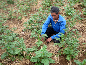 Nông dân xóm Hải Sơn, xã Mai Hịch (Mai Châu) trồng và chăm sóc khoai lang theo phương pháp hữu cơ sinh học.