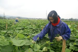 Nhờ ứng dụng KH-KT vào sản xuất, chất lượng sản phẩm cây trồng của nông dân ngày càng được nâng lên. Trong ảnh: Nông dân thị trấn Mường Khến (Tân Lạc) thu hoạch ngọn su su theo khung thời vụ.