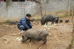 Cán bộ xã Bùi Văn Uyên, Xóm Lục Cả gương mẫu xây dựng mô hình chăn nuôi lợn địa phương đem lại thu nhập kinh tế cao cho gia đình.