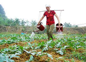 Nông dân xã Trung Bì (Kim Bôi) dồn điền, đổi thửa, tạo điều kiện thuận lợi cho đầu tư, chăm sóc cây trồng.