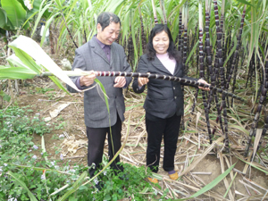 Mô hình trồng mía, chăn nuôi gia súc của hội viên NCT Bùi Thị Kim Cúc, ở khu 2, TT Cao Phong mỗi năm cho thu nhập gần 500 triệu đồng.