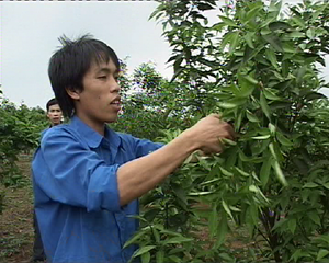 Đoàn viên Đoàn Thế Long, khu 6, thị trấn Cao Phong (Cao Phong) chăm sóc vườn cam của gia đình.