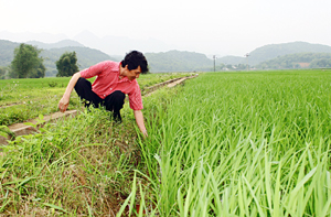 Qua 4 vụ  sản xuất,  nông dân xã Phong Phú (Tân Lạc)  ưa trồng  giống lúa  tẻ Thái.
