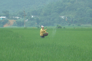Nhân dân xóm Hạ Sơn, xã Tú Sơn (Kim Bôi) chăm sóc lúa chiêm xuân 2012.