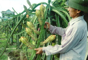 Mô hình trồng thanh long của gia đình ông Nguyễn Văn Khích ở xã Hợp Thành (Kỳ Sơn) mang lại hiệu quả kinh tế khá.

