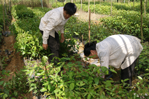 Vườn ươm xã Độc Lập (Kỳ Sơn) chủ động các giống cây bản địa lát, trám phục vụ công tác trồng rừng năm 2013.

