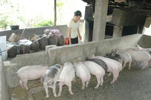 Hội viên nông dân xã An Bình, Lạc Thuỷ đầu tư chăn nuôi lợn đem lại hiệu quả kinh tế cao.