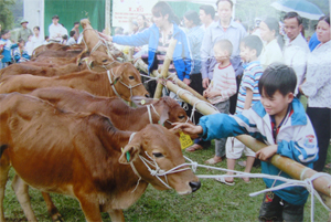 Trao bò sinh sản cho các hộ gia đình khuyết tật xã Phúc Tiến - Kỳ Sơn.