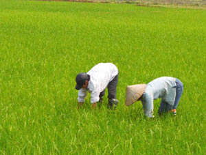 Nông dân xã Hạ Bì (Kim Bôi) thường xuyên kiểm tra đồng ruộng, chủ động phát hiện các đối tượng sâu bệnh hại lúa và phòng trừ kịp thời, hiệu quả.