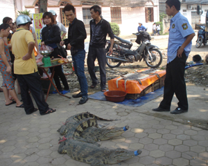 Cá sấu được xẻ thịt và bán ngay trên vỉa hè đường Hoàng Văn Thụ, phường Hữu Nghị, TP Hòa Bình.