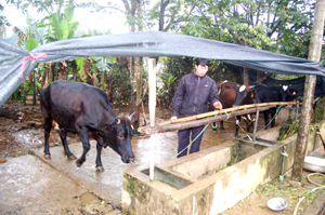 Hộ chăn nuôi xã Nhuận Trạch (Lương Sơn) được hưởng chính sách hỗ trợ vốn vay.