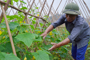 Người dân xã Vĩnh Tiến (Kim Bôi) thực hiện các mô hình trồng dưa chuột đem lại hiệu quả kinh tế cao.