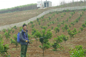 Anh Bùi Văn Tám, xóm Quáng Ngoài, xã Đông Phong phun thuốc trừ sâu bệnh cho vườn cam Xã Đoài 2.000 m2 trồng năm thứ nhất.