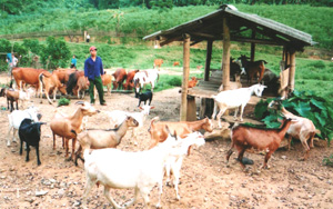 Mô hình chăn nuôi bò dê ở xã Gia Mô, Tân lạc đem lại hiệu quả kinh tế cao.