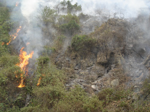 Ngọn lửa do sét đánh đã thiêu rụi khoảng 2ha rừng tái sinh trên núi Tam Tòa, thôn An Phú, xã Phú Lão (Lạc Thủy).