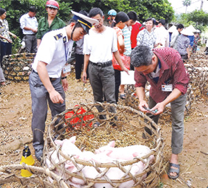 Lực lượng thú y huyện Lạc Sơn kiểm soát dịch bệnh và tiêm phòng trên đàn lợn.
