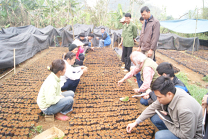 Cán bộ BQL dự án KFW7 hướng dẫn người dân xã Nhân Nghĩa (Lạc Sơn) chăm sóc cây giống đảm bảo thời vụ gieo trồng vào tháng 7 và 8.