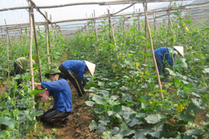 Hội viên nông dân huyện Cao Phong mạnh dạn chuyển đổi cơ cấu cây trồng nhằm nâng cao hiệu quả sản xuất nông nghiệp, góp phần tích cực xây dựng NTM.