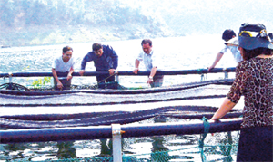 Dự án nuôi cá tầm thương phẩm ở xã Hiền Lương (Đà Bắc) mở hướng phát triển kinh tế ở vùng hồ Hòa Bình. (Ảnh: Thu Trang)