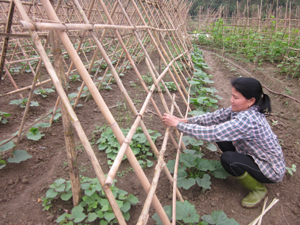 Hộ trồng rau an toàn xóm Máy 3 chăm sóc cây bí xanh theo quy trình Việt GAP.