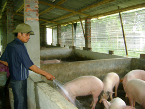 Gia đình anh Bùi Văn Binh, xóm Dứng, mỗi năm xuất chuồng 24 tấn lợn thịt và 100 con lợn giống. Từ chăn nuôi, gia đình thu nhập khoảng 200 triệu đồng/năm.