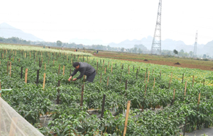 Huyện Yên Thủy tập trung xây dựng mô hình cánh đồng mẫu lớn nâng cao thu nhập cho nông dân theo tiêu chí NTM. Ảnh: Cánh đồng rau trồng theo công nghệ Hàn Quốc tại xã Yên Lạc.
