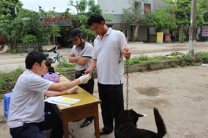 Các chủ nuôi chó trên địa bàn thành phố Hòa Bình đưa chó đến các điểm vắc xin phòng dại và nhận giấy chứng nhận đã tiêm phòng.