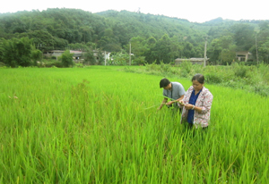 Vụ hè thu năm 2013, huyện Kim Bôi có hàng chục ha lúa bị chuột hại (Ảnh: cán bộ BVTV kiểm tra diện tích lúa bị nhiễm chuột trên địa bàn xã Hùng Tiến, Kim Bôi).