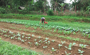 HTX nông nghiệp xã Dân Chủ (TPHB) quy hoạch vùng rau an toàn  đem lại thu nhập khá cho nông dân.