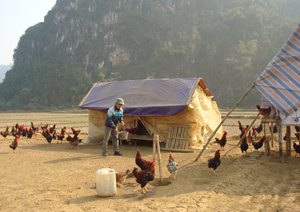 Nôi gà thả đồng tại xóm Lạng, xã Kim Bình (Kim Bôi) là một trong số các điển hình tiêu biểu của mô hình “Dân vận khéo” trên lĩnh vực phát triển kinh tế.