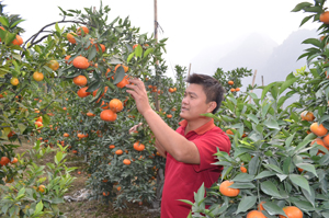 Năm 2013, vườn cam đã mang về cho gia đình anh Đặng Văn Bình gần 3 tỷ đồng tiền lãi.