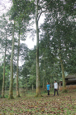 Vườn cây dổi trên 20 năm tuổi của gia đình ông Bùi Văn Hền, năm 2013 cho thu trên 50 kg hạt dổi khô.