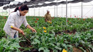 Nông dân xã Thụy Hương, huyện Chương Mỹ (Hà Nội) ứng dụng tiến bộ khoa học kỹ thuật vào trồng hoa, cây cảnh, góp phần tăng thu nhập.