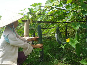 Chi bộ tiểu khu 1A, thị trấn Mường Khến (Tân Lạc) lãnh đạo, chỉ đạo nhân dân chuyển đổi cơ cấu cây trồng cho hiệu quả kinh tế cao.
