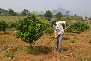 Nhiều đảng viên chi bộ thôn Đông Hà, xã Mỵ Hòa (Kim Bôi)

phát triển trồng bưởi đỏ góp phần chuyển dịch cơ cấu cây trồng trên địa bàn. 


