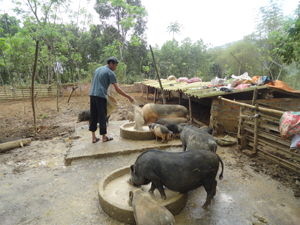 Hộ dân xã Bình Chân (Lạc Sơn) đầu tư phát triển mô hình chăn nuôi lợn thả rông mang lại nguồn thu nhập cao.

