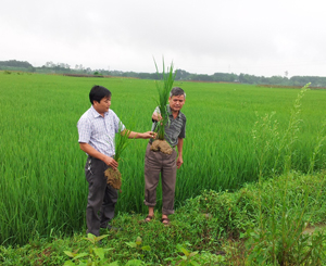 Lãnh đạo Chi cục Bảo vệ thực vật tỉnh kiểm tra lúa trên địa bàn huyện Lương Sơn.