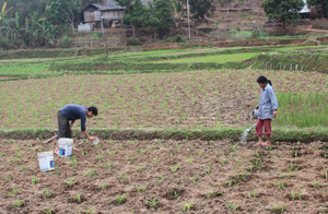 Trước tình hình hạn hán, người dân xã Ba Khan (Mai Châu) đã chuyển diện tích lúa bị hạn sang trồng ngô. (Ảnh: Mạnh Hùng).