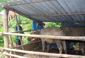 Được sự khuyến cáo của cơ quan chức năng, nhiều hộ dân ở xã Xăm Khòe (Mai Châu) từ bỏ tập quán thả rông gia súc chuyển về nuôi nhốt để đảm bảo chăm sóc và theo dõi dịch bệnh. (Ảnh: Mạnh Hùng).