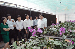 Đoàn giám sát tham quan mô hình trồng hoa lan trong nhà lưới tại Trung tâm ứng dụng và chuyển giao tiến bộ khoa học công nghệ (Sở KH-CN).