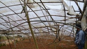 Lốc xoáy kèm mưa đá gây thiệt hại nhiều nhà kính trồng rau, hoa tại Đà Lạt. 
