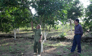 Gia đình ông Nguyễn Văn Hợp, xã Tu Lý cải tạo vườn tạp, đưa cây bưởi Diễn vào canh tác cho thu nhập hàng chục triệu đồng /năm.