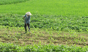 Nông dân xã Thanh Lương (Lương Sơn) chăm sóc cây trồng vụ chiêm - xuân 2015.
