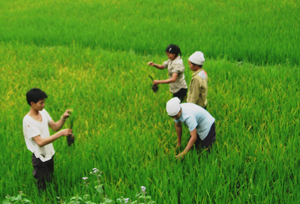 Nông dân xã Ân Nghĩa (Lạc Sơn) kiểm tra diện tích lúa bị vàng lá sinh lý trên địa bàn

            

