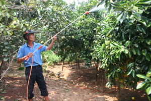 Mặc dù còn ít quả nhưng vườn bưởi nhà ông Nguyễn Văn Hùng, xóm Tân Hương, Thanh Hối, Tân Lạc vẫn chăm sóc cây cẩn thận phòng tránh rụng thêm.

